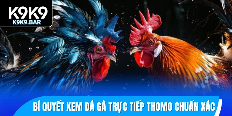 Bí quyết xem đá gà trực tiếp Thomo chuẩn xác
