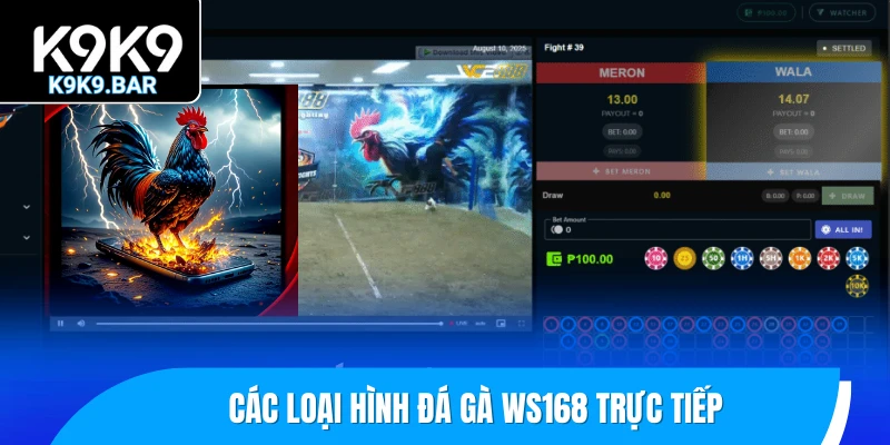 Đá Gà WS168 – Sảnh Cược Chọi Gà Thomo Bùng Nổ Mỗi Ngày 2 Các loại hình đá gà WS168 trực tiếp