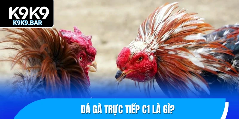 Đá Gà Trực Tiếp C1 – Phiên Bản “Cúp C1” Trong Giới Chọi Gà 1 Đá gà trực tiếp C1 là gì?