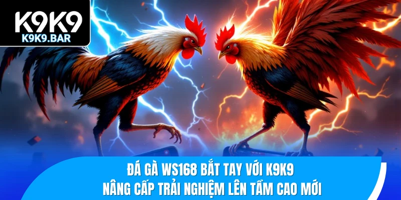 Đá Gà WS168 – Sảnh Cược Chọi Gà Thomo Bùng Nổ Mỗi Ngày 3 Đá gà WS168 bắt tay với K9K9 – Nâng cấp trải nghiệm lên tầm cao mới