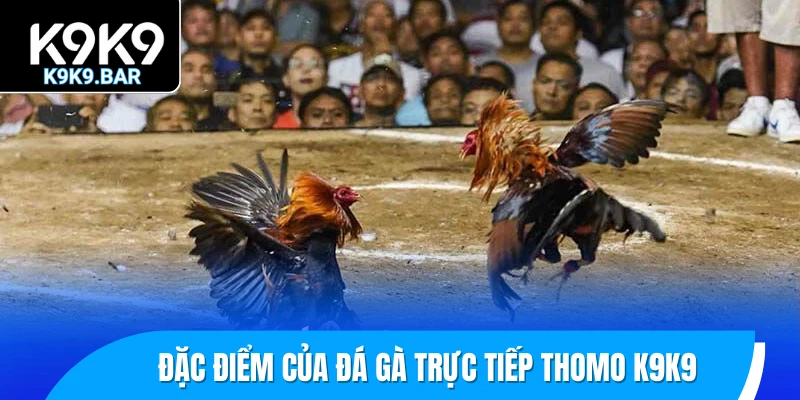 Đặc điểm của đá gà trực tiếp Thomo K9K9