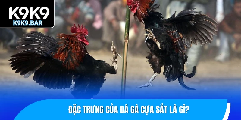 Đá Gà Cựa Sắt – Đấu Trường Tốc Độ Và Sát Thương Cao Nhất 1 Đặc trưng của đá gà cựa sắt là gì?