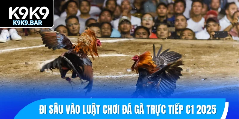 Đá Gà Trực Tiếp C1 – Phiên Bản “Cúp C1” Trong Giới Chọi Gà 2 Đi sâu vào luật chơi đá gà trực tiếp C1 2025