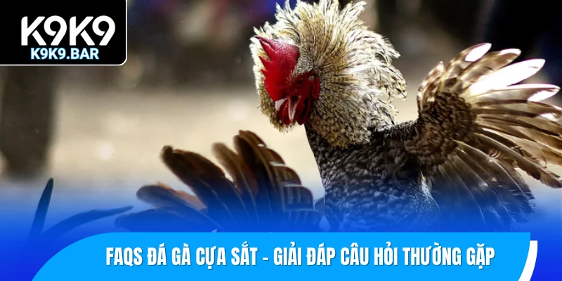 Đá Gà Cựa Sắt – Đấu Trường Tốc Độ Và Sát Thương Cao Nhất 3 FAQs đá gà cựa sắt - Giải đáp câu hỏi thường gặp của người mới