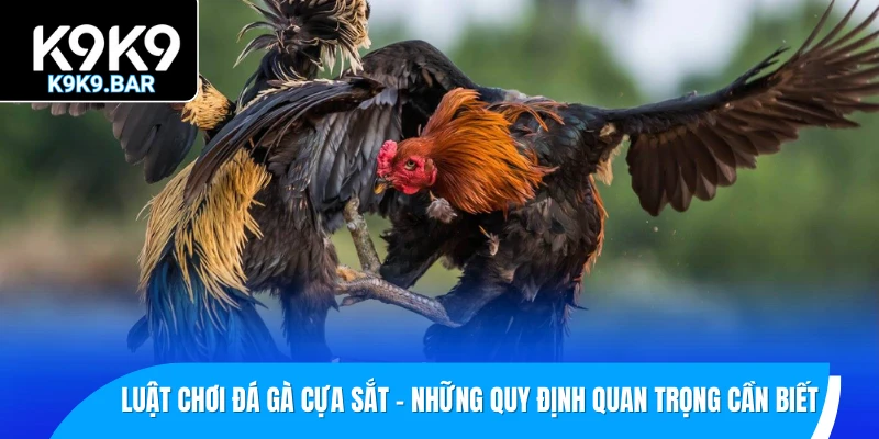 Đá Gà Cựa Sắt – Đấu Trường Tốc Độ Và Sát Thương Cao Nhất 2 Luật chơi đá gà cựa sắt – Những quy định quan trọng cần biết