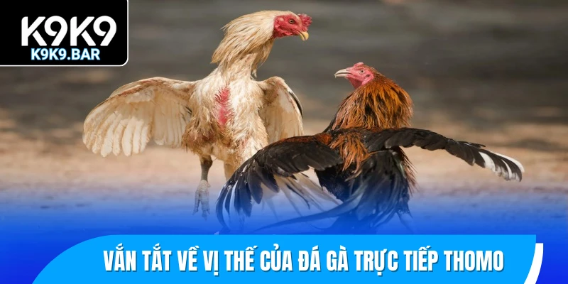 Vắn tắt về vị thế của đá gà trực tiếp Thomo