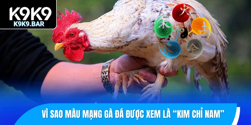 Vì sao màu mạng gà đá được xem là “kim chỉ nam” khi chọn chiến kê?