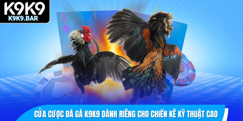 Cửa cược đá gà K9K9 dành riêng cho chiến kê kỹ thuật cao